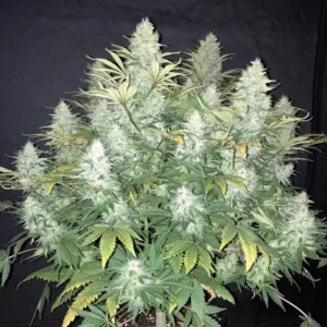 Roślina konopi Blue Dream Auto z gęstymi, żywicznymi kwiatami podczas kwitnienia indoor oraz outdoor.