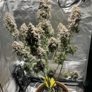 Auto Hindu Kush nasiona marihuany automatyczne, autoflower indica, szybka odmiana konopi indoor outdoor, klasyczna genetyka Hindu Kush auto