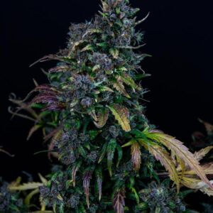 Lemon Cherry Cookies Auto – feminizowane nasiona marihuany