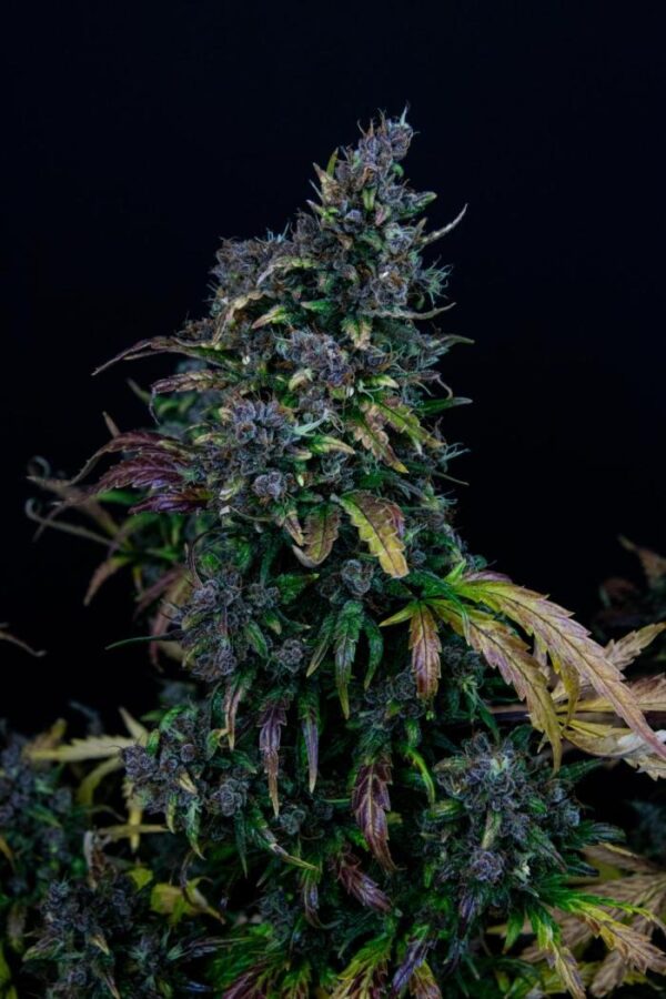 Lemon Cherry Cookies Auto – feminizowane nasiona marihuany