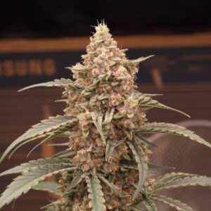 Orange Apricot Glue XL Auto nasiona marihuany sklep BabciaGanja.pl