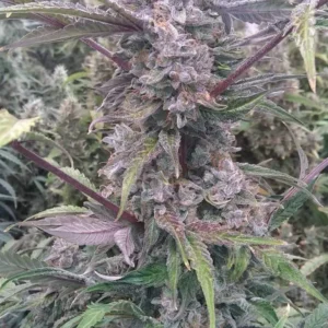 Blue Gorilla Auto nasiona marihuany autoflower w opakowaniu kolekcjonerskim