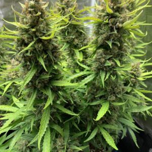 Orange Bud Auto - Nasiona Marihuany