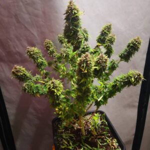 Roślina Orange Bud Fast Version wyhodowana z nasion marihuany, odmiana outdoor o sativowej strukturze, pomarańczowych włoskach i żywicznych kwiatach o cytrusowym aromacie