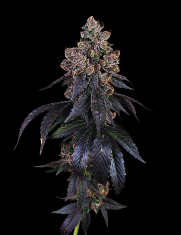 Peanut Butter Breath Auto – nasiona marihuany Auto Do-Si-Dos × Mendo Breath