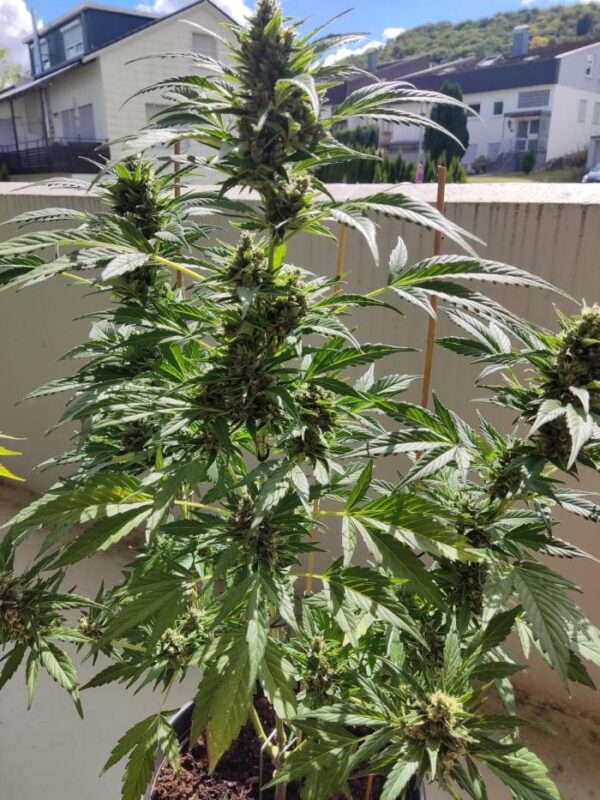 Somango Auto nasiona marihuany kolekcjonerskie