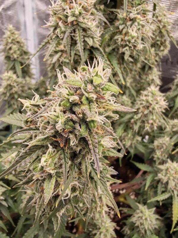 Nasiona marihuany Strawberry Haze Auto – odmiana automatyczna o truskawkowo-jagodowym aromacie