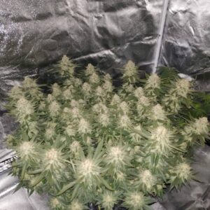 Super Lemon Haze – nasiona marihuany cytrusowa sativa