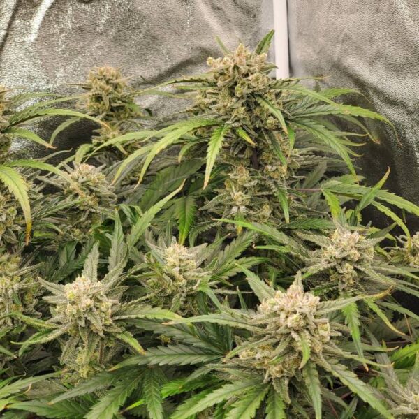 Super Lemon Haze Auto nasiona marihuany kolekcjonerskie