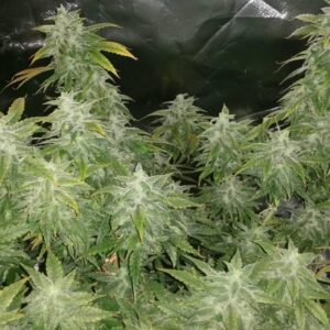 White LSD Auto nasiona marihuany kolekcjonerskie