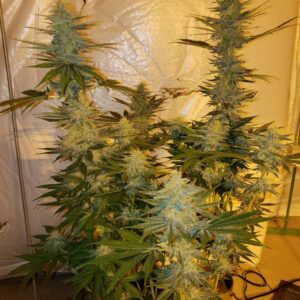 White Widow x AK47 Fast Version – nasiona feminizowane szybkokwitnące o gęstych, żywicznych kwiatach