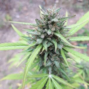 White Widow CBD Auto – nasiona automatyczne o gęstych, żywicznych kwiatach i niskim THC, wysokie CBD