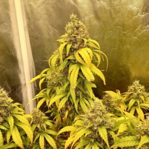 Cheesecake x Gelato Auto – nasiona marihuany