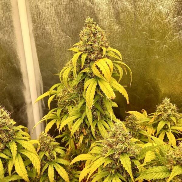 Cheesecake x Gelato Auto – nasiona marihuany