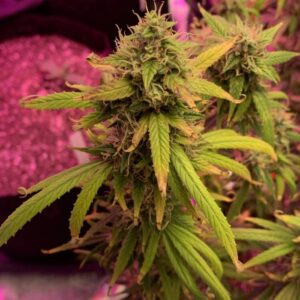 Strawberry Cheesecake Auto marihuana nasiona outdoor – automatycznie kwitnąca odmiana o truskawkowym smaku i stabilnej genetyce.