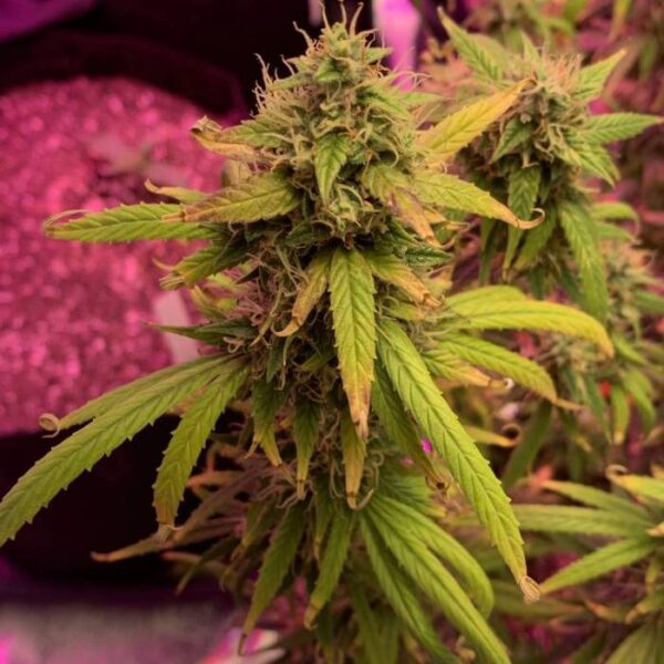 Strawberry Cheesecake Auto marihuana nasiona outdoor – automatycznie kwitnąca odmiana o truskawkowym smaku i stabilnej genetyce.