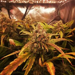 Hawaii Maui Waui nasiona sativa o tropikalnym aromacie i energicznym charakterze.