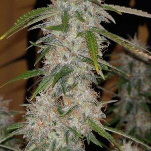 AK-47 XXL Auto – nasiona marihuany