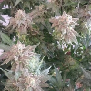 Bubba Kush – feminizowane nasiona marihuany