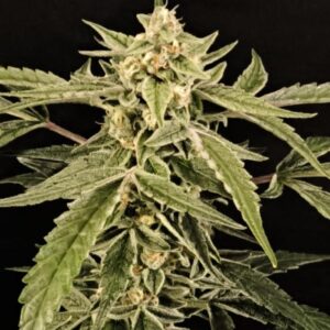 Chaos Cake Auto – nasiona automatyczne o smaku jagód i wanilii oraz wysokiej zawartości THC 31%