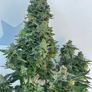 Coco Jambo – dojrzałe, żywiczne topy odmiany indoor o egzotycznym aromacie kokosa i owoców tropikalnych. Feminizowane nasiona marihuany z THC do 34%.