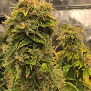 Cookies Haze – odmiana marihuany Sativa