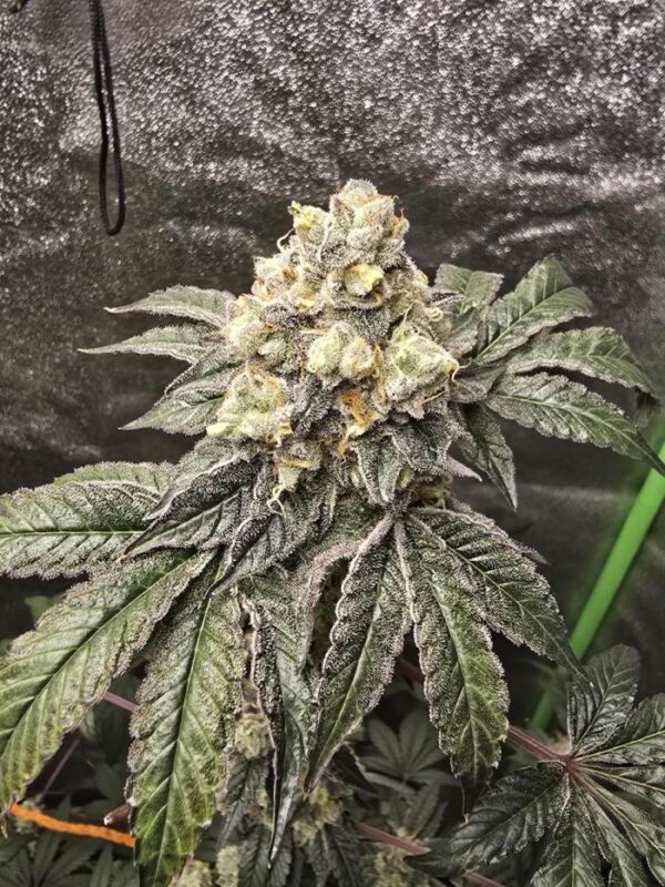 Gelato 41 – feminizowane nasiona marihuany