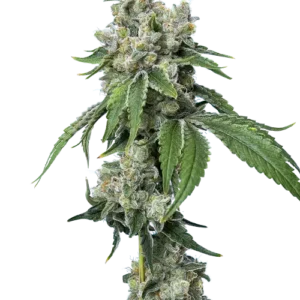 Grandiflora Guava żeńskie nasiona marihuany – feminizowana odmiana Guava x Gelato z tropikalnym aromatem i wysoką zawartością THC.