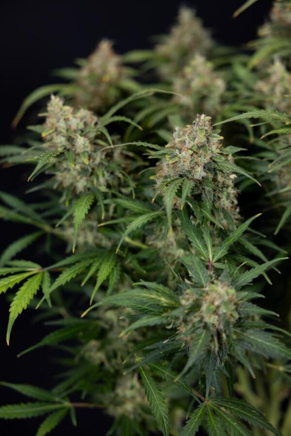 Green Ice Cheese Auto nasiona marihuany automaty odmiana autoflowering Gelato Auto x Exodus Cheese Auto