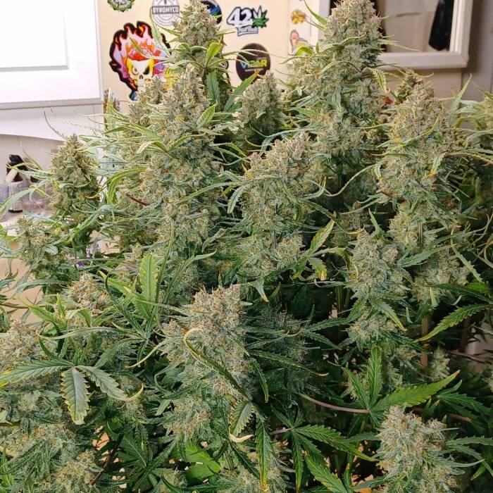 Guava Auto automatyczne nasiona marihuany – odmiana autoflower z THC do 28%, tropikalnym aromatem gujawy i wysoką produkcją żywicy.