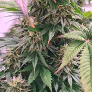 Jungle Lava feminizowane nasiona marihuany – gęste żywiczne kwiaty odmiany Lava Cake × Jungle Cake z THC do 33%