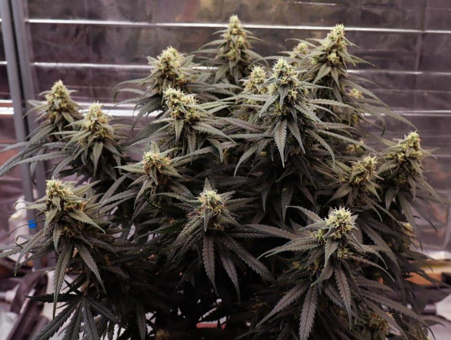 Nasiona konopi Lemon Tree indoor – cytrusowa odmiana o zwartej budowie i żywicznych kwiatach