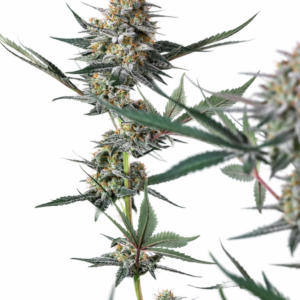 Lemon Tree Auto – nasiona marihuany automaty z cytrusowym aromatem