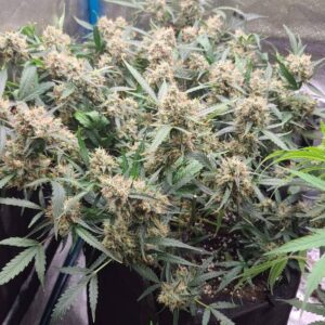 nasiona marihuany automaty Minty Orange Cookies Auto feminizowane cannabis seeds autoflower