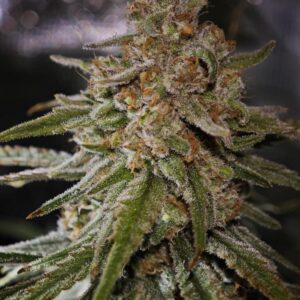 RS11 Rainbow Sherbert #11 nasiona marihuany
