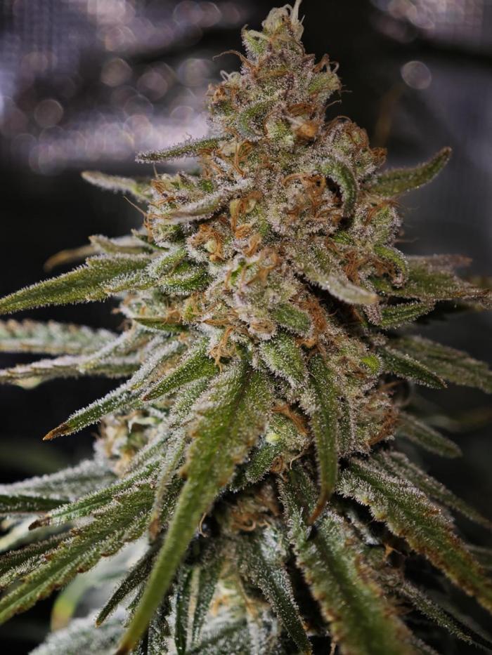 Nasiona marihuany Indica RS11 (Rainbow Sherbet #11) – feminizowane nasiona do growboxa z THC 20–24%, cytrusowym aromatem i wysokimi plonami.