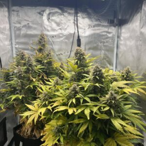 Critical Kush Auto – roślina w fazie kwitnienia, nasionka automaty.