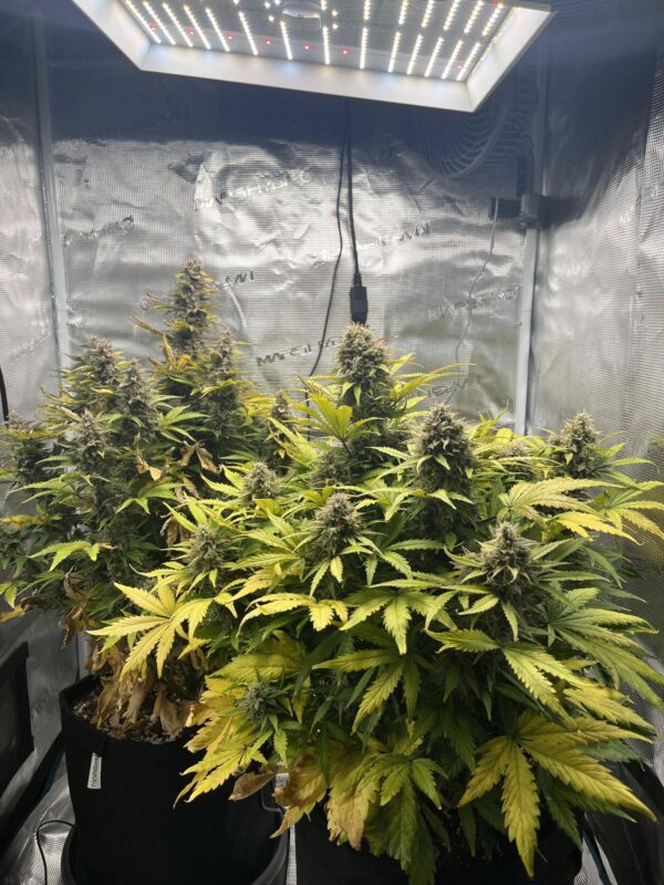 Critical Kush Auto – roślina w fazie kwitnienia, nasionka automaty.