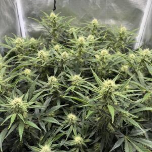 nasiona marihuany Northern Minty Cheese Auto automatyczne feminizowane cannabis seeds
