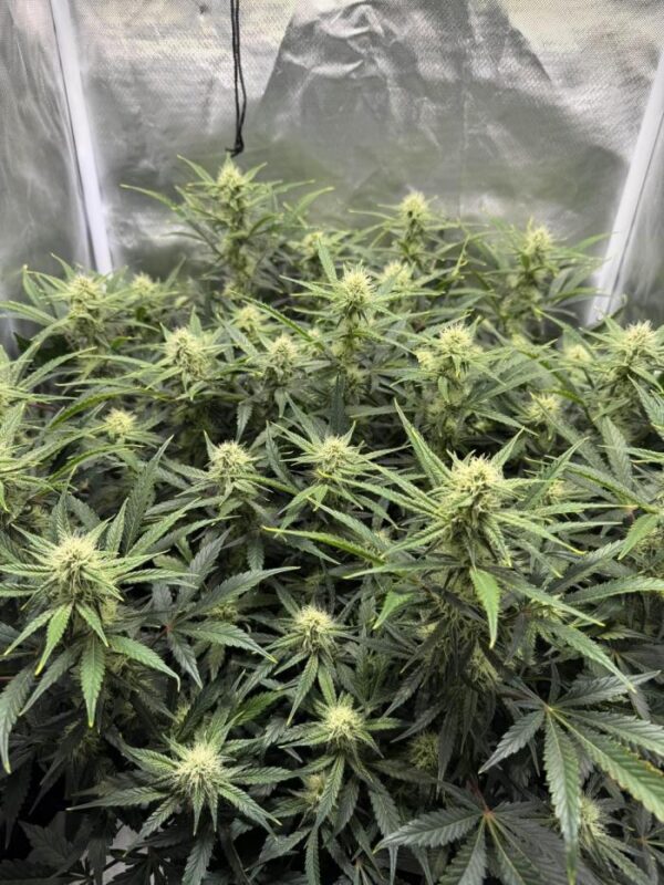 nasiona marihuany Northern Minty Cheese Auto automatyczne feminizowane cannabis seeds