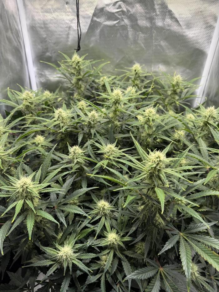 nasiona marihuany Northern Minty Cheese Auto automatyczne feminizowane cannabis seeds