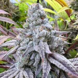 Nasiona marihuany Super Boof – feminizowana odmiana Cherry Punch x Tropicana Cookies z THC 25–28%.