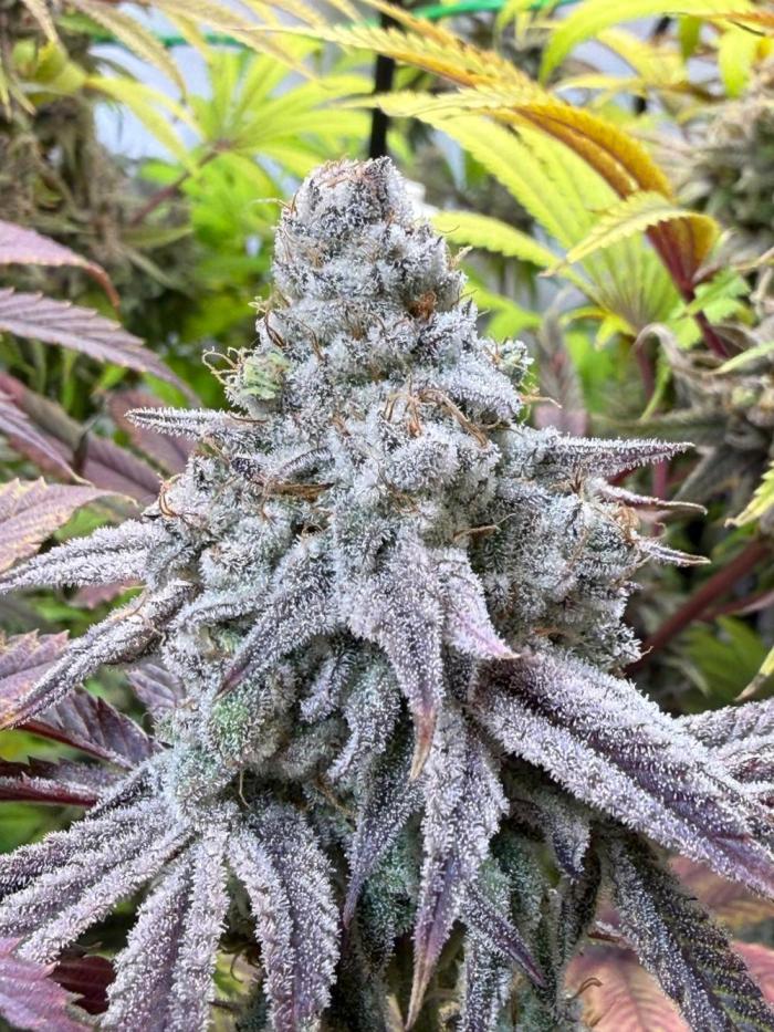Nasiona marihuany Super Boof – feminizowana odmiana Cherry Punch x Tropicana Cookies z THC 25–28%.