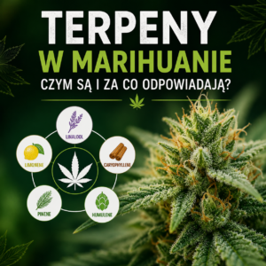 terpeny w marihuanie – najważniejsze terpeny i ich znaczenie dla aromatu odmian konopi