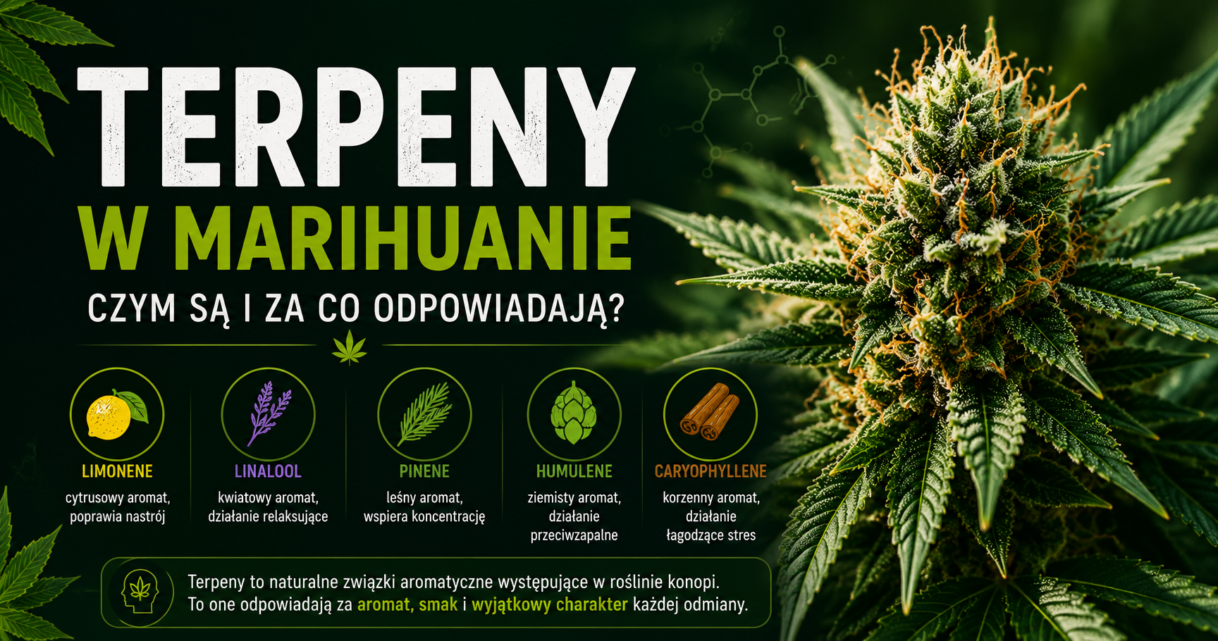 Baner przedstawiający terpeny w marihuanie oraz ich wpływ na aromat i profil odmian konopi