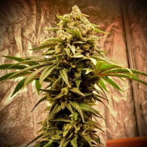 White Runtz – feminizowana odmiana o genetyce Zkittlez × Gelato