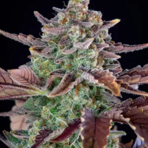 Nasiona marihuany sativa WiFi OG Haze – żywiczne kwiaty o cytrusowo-sosnowym aromacie i jasnej zielonej barwie.