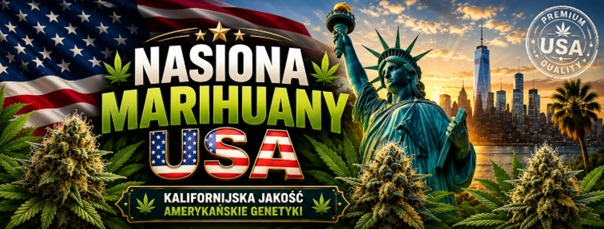 Amerykańskie nasiona marihuany – kalifornijska jakość i kultowe genetyki z USA