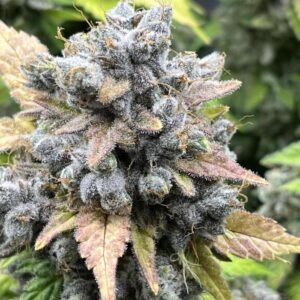 Blue Dream – żywiczne kwiaty feminizowanej odmiany konopi Blueberry × Haze pokryte trichomami