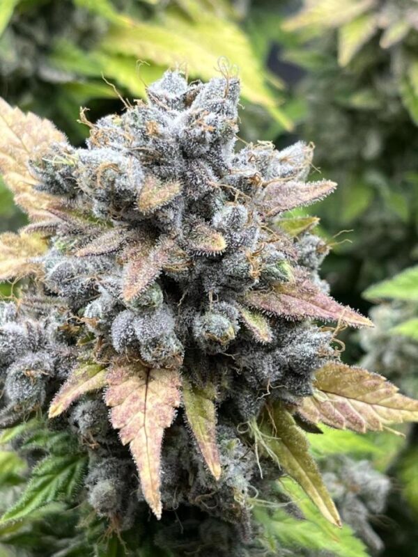 Blue Dream – żywiczne kwiaty feminizowanej odmiany konopi Blueberry × Haze pokryte trichomami